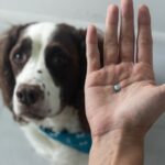 Miramont - The Danger of Veterinary Sedatives