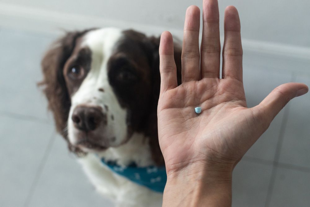 Miramont - The Danger of Veterinary Sedatives